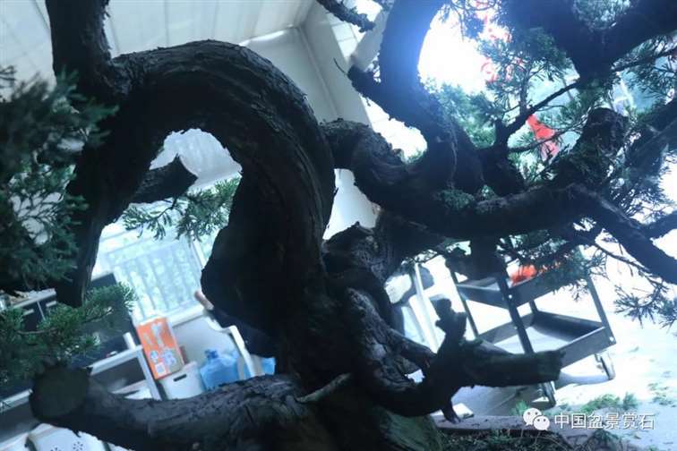 图解 真柏盆景怎么蟠扎制作的11个过程