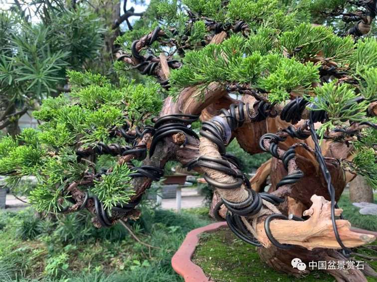 图解 真柏盆景怎么蟠扎制作的11个过程