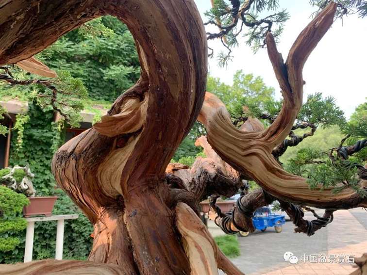 图解 真柏盆景怎么蟠扎制作的11个过程