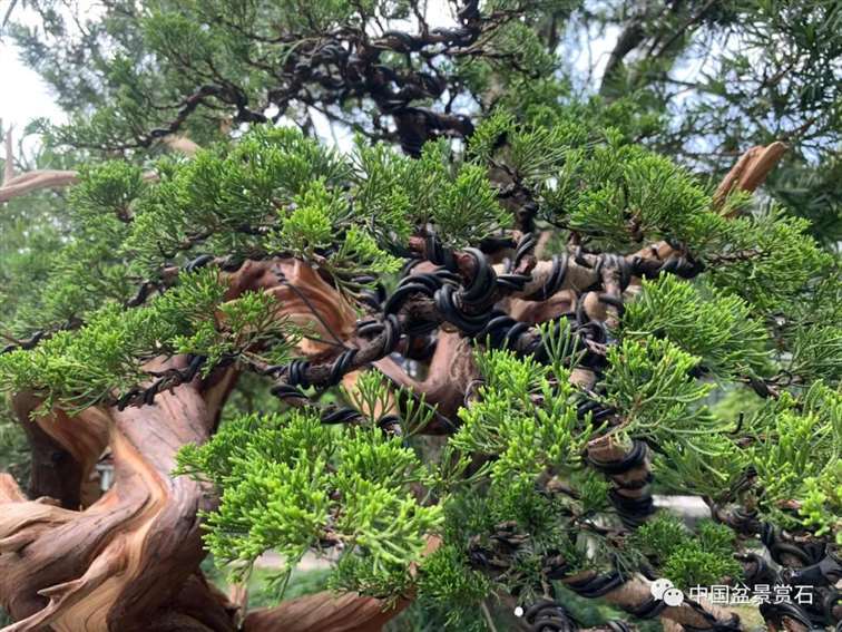 图解 真柏盆景怎么蟠扎制作的11个过程