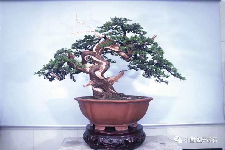 图解 真柏盆景怎么蟠扎制作的11个过程