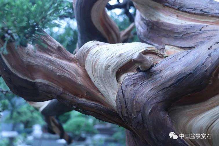 图解 真柏盆景怎么蟠扎制作的11个过程