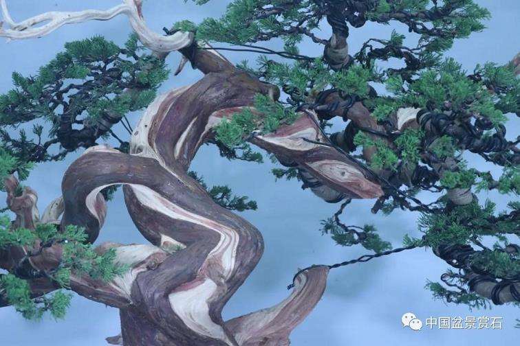 图解 真柏盆景怎么蟠扎制作的11个过程