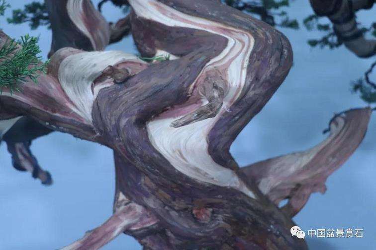 图解 真柏盆景怎么蟠扎制作的11个过程