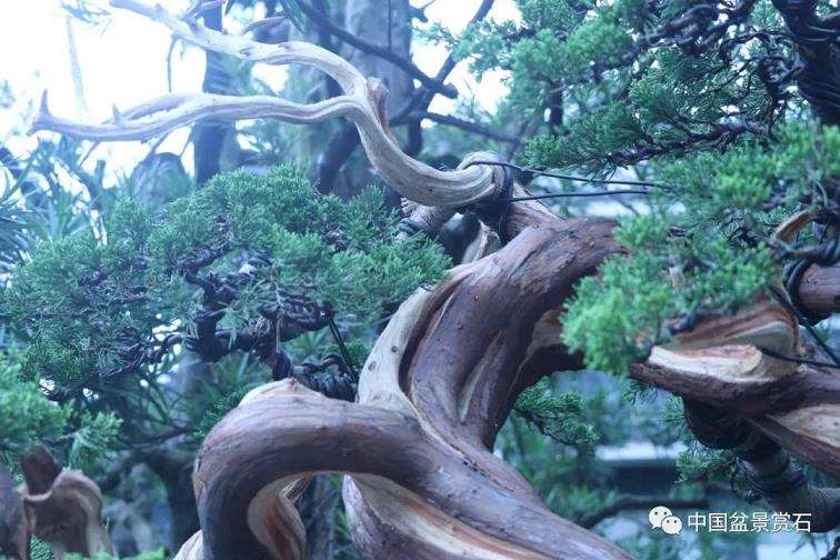 图解 真柏盆景怎么蟠扎制作的11个过程