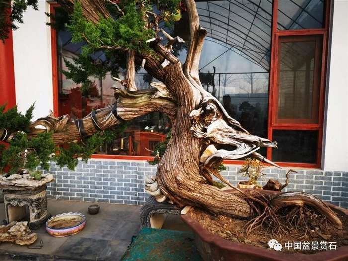 图解 李国宾怎么制作真柏盆景的15个过程