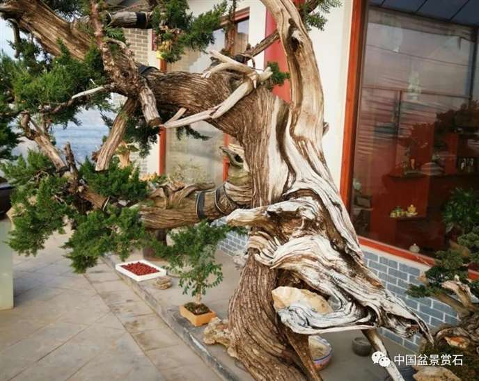 图解 李国宾怎么制作真柏盆景的15个过程