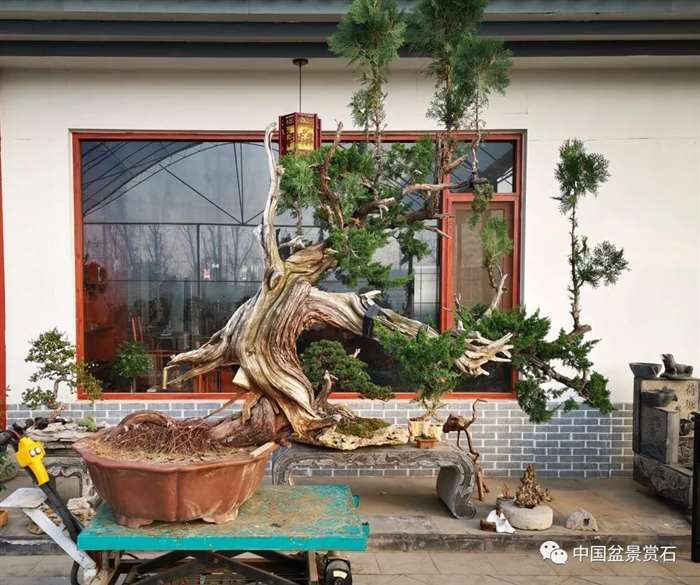 图解 李国宾怎么制作真柏盆景的15个过程