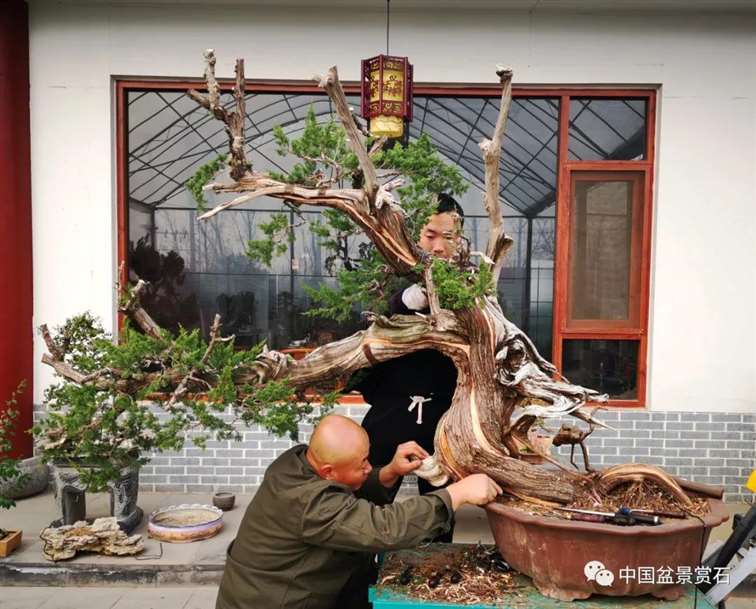 图解 李国宾怎么制作真柏盆景的15个过程