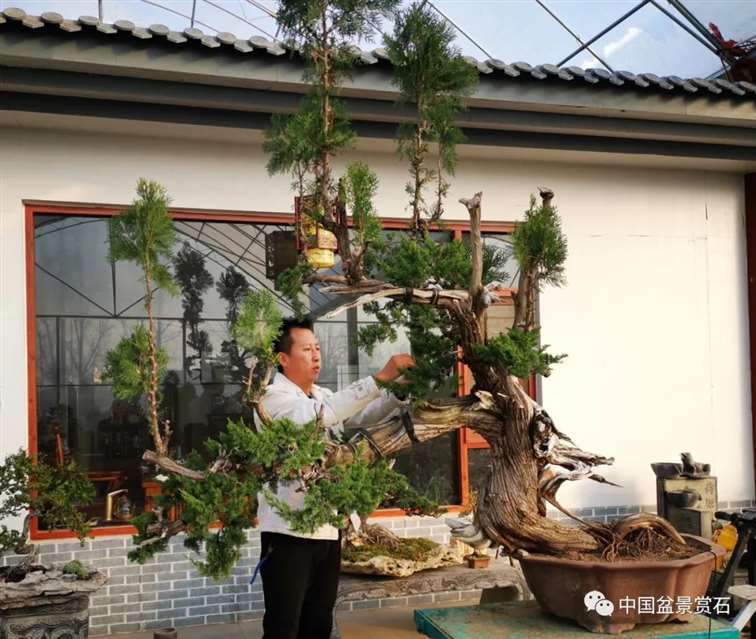 图解 李国宾怎么制作真柏盆景的15个过程