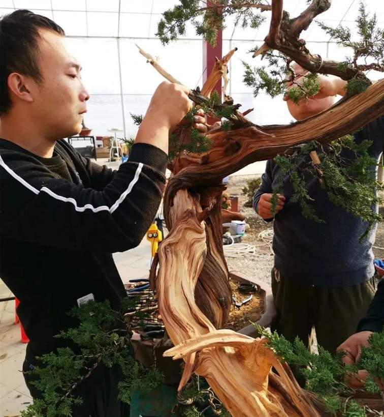 图解 李国宾怎么制作真柏盆景的15个过程