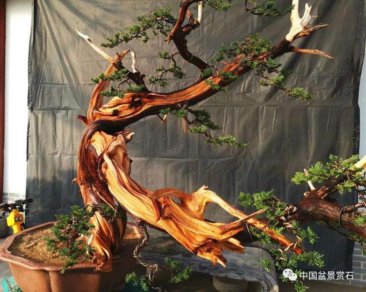 图解 李国宾怎么制作真柏盆景的15个过程