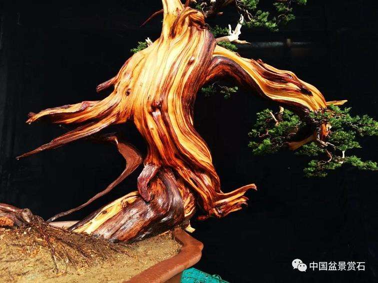 图解 李国宾怎么制作真柏盆景的15个过程