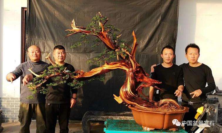 图解 李国宾怎么制作真柏盆景的15个过程