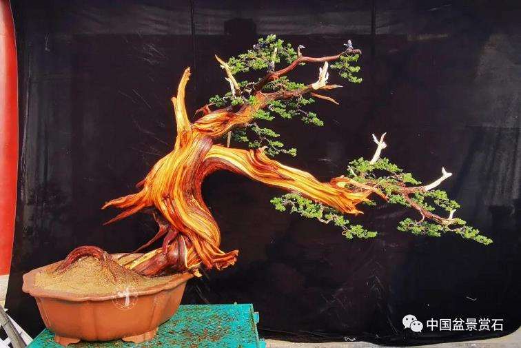 图解 李国宾怎么制作真柏盆景的15个过程