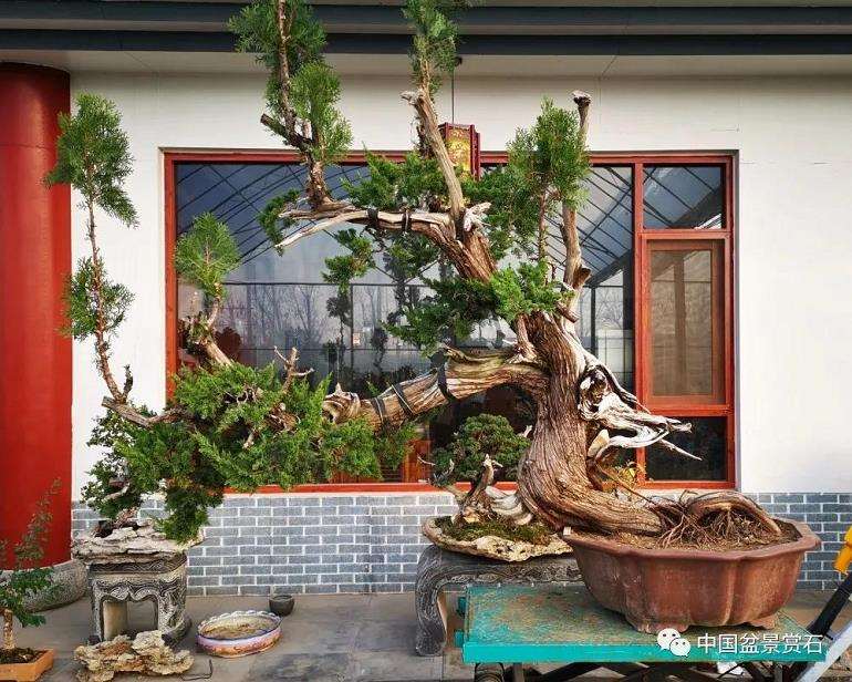 图解 李国宾怎么制作真柏盆景的15个过程