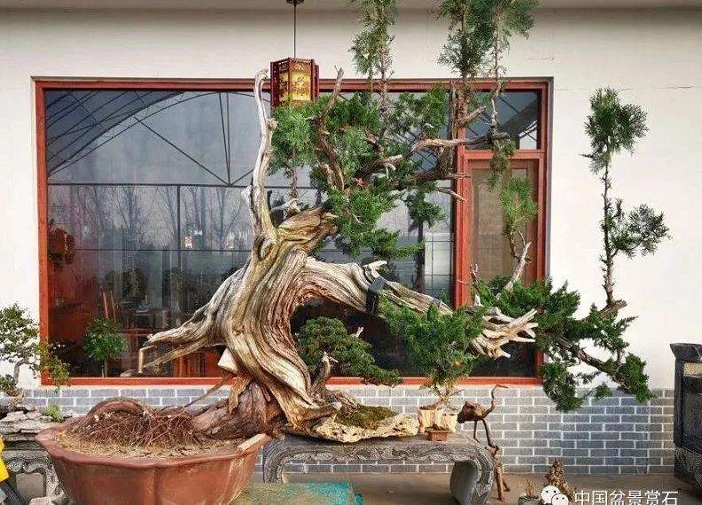 图解 李国宾怎么制作真柏盆景的15个过程