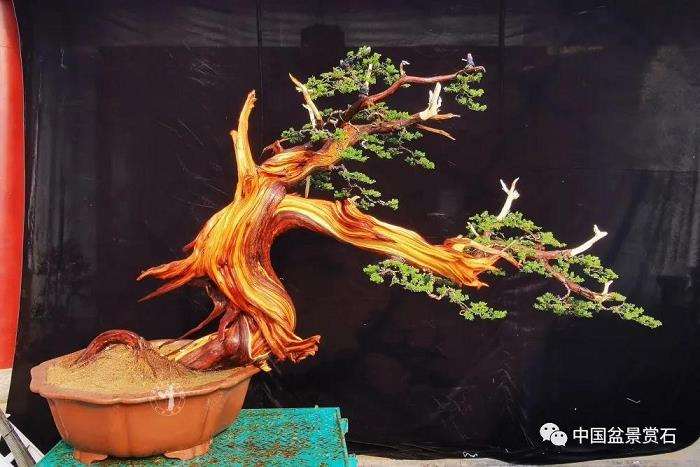 图解 李国宾怎么制作真柏盆景的15个过程