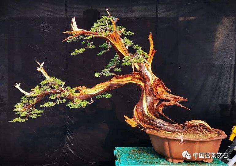 图解 李国宾怎么制作真柏盆景的15个过程