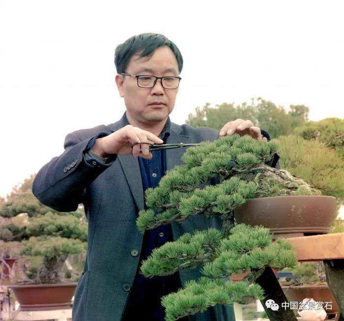 图解 徐昊怎么改作绿萼梅盆景的13个步骤