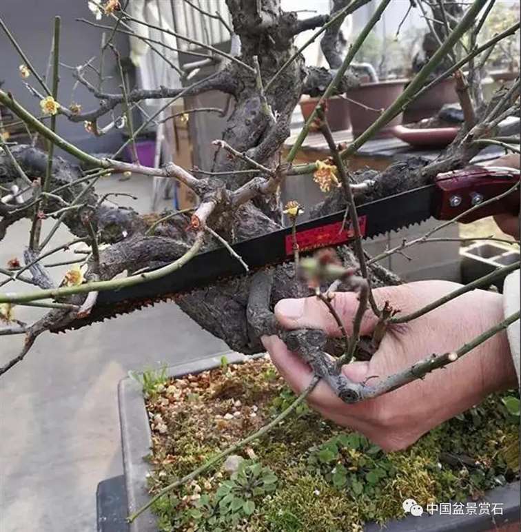 图解 徐昊怎么改作绿萼梅盆景的13个步骤
