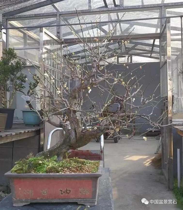 图解 徐昊怎么改作绿萼梅盆景的13个步骤