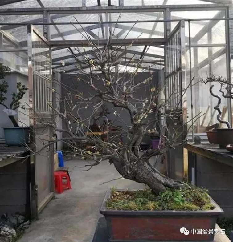 图解 徐昊怎么改作绿萼梅盆景的13个步骤