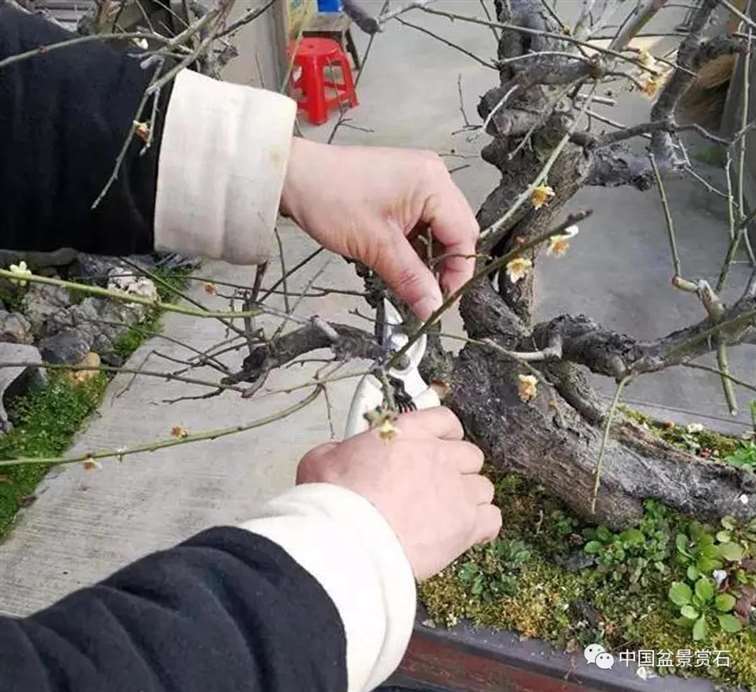 图解 徐昊怎么改作绿萼梅盆景的13个步骤