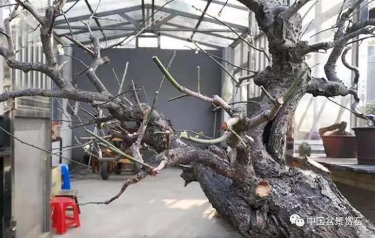 图解 徐昊怎么改作绿萼梅盆景的13个步骤