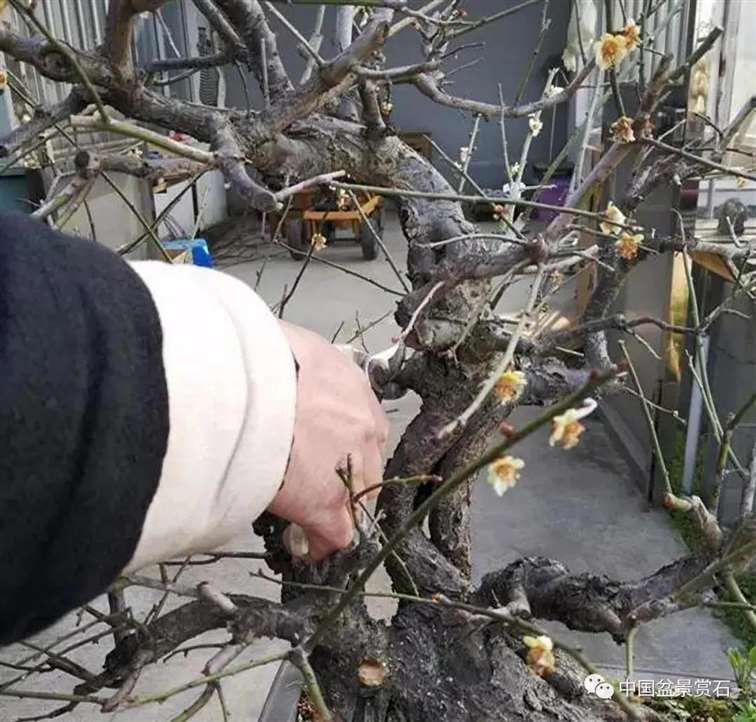 图解 徐昊怎么改作绿萼梅盆景的13个步骤