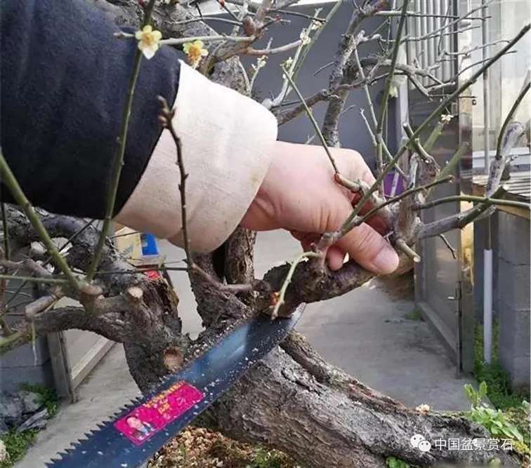 图解 徐昊怎么改作绿萼梅盆景的13个步骤