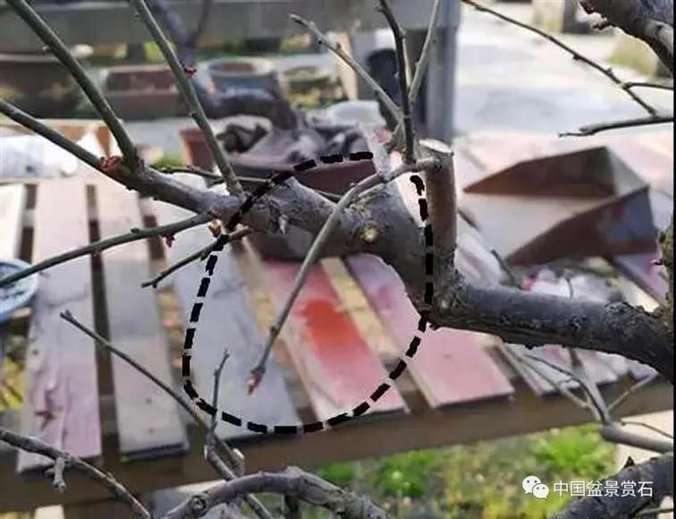 图解 徐昊怎么改作绿萼梅盆景的13个步骤