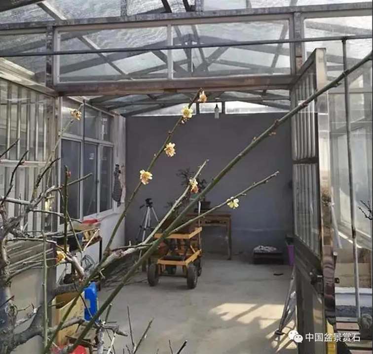 图解 徐昊怎么改作绿萼梅盆景的13个步骤