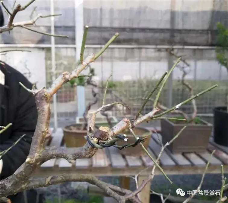 图解 徐昊怎么改作绿萼梅盆景的13个步骤