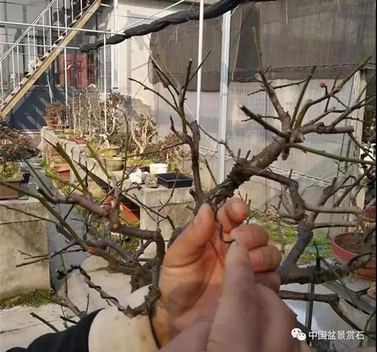 图解 徐昊怎么改作绿萼梅盆景的13个步骤