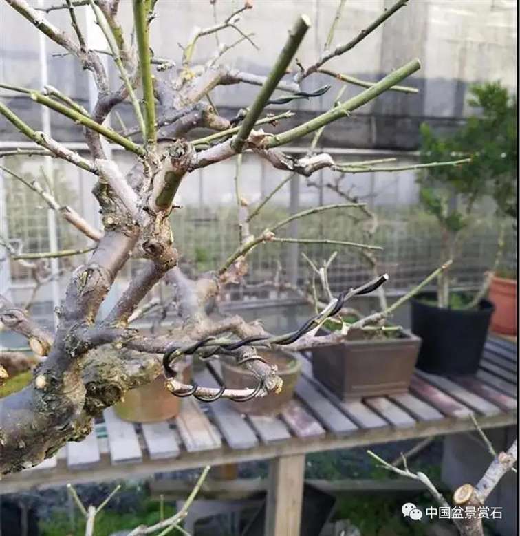 图解 徐昊怎么改作绿萼梅盆景的13个步骤