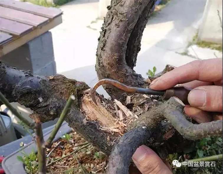 图解 徐昊怎么改作绿萼梅盆景的13个步骤