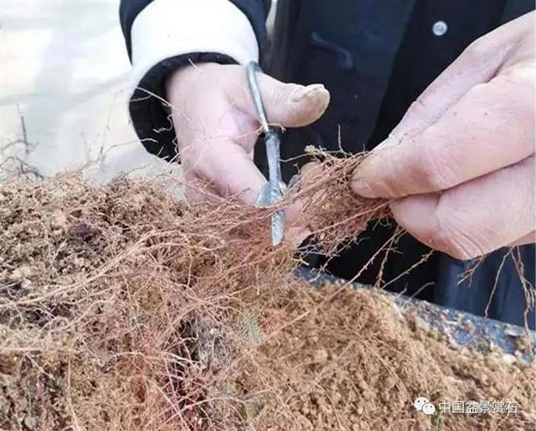 图解 徐昊怎么改作绿萼梅盆景的13个步骤