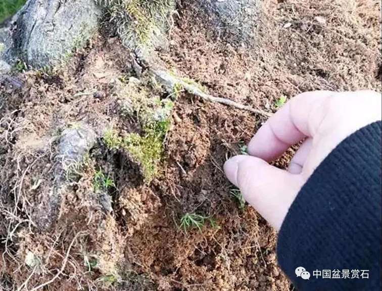 图解 徐昊怎么改作绿萼梅盆景的13个步骤