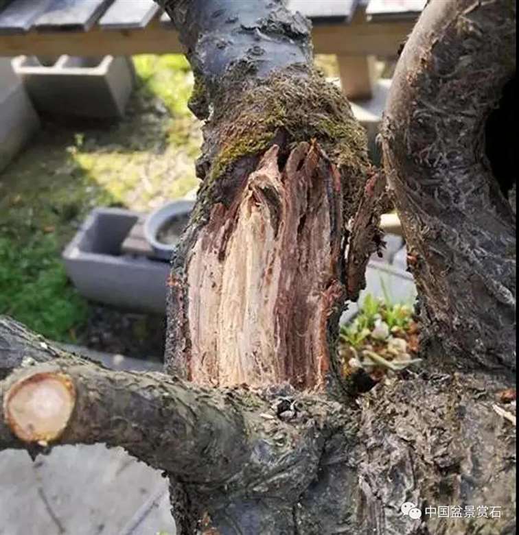 图解 徐昊怎么改作绿萼梅盆景的13个步骤