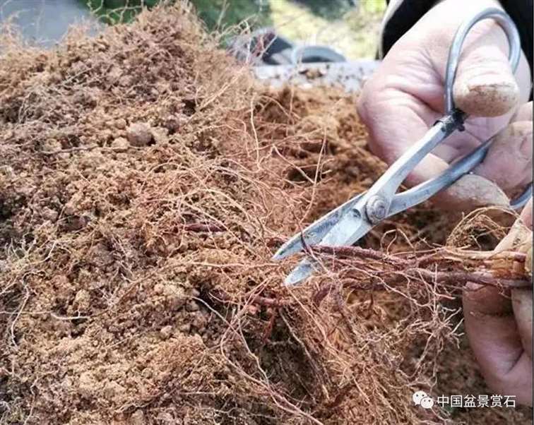 图解 徐昊怎么改作绿萼梅盆景的13个步骤