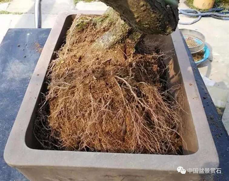 图解 徐昊怎么改作绿萼梅盆景的13个步骤