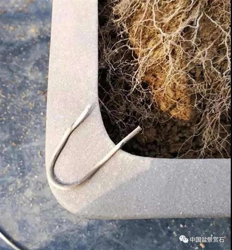 图解 徐昊怎么改作绿萼梅盆景的13个步骤