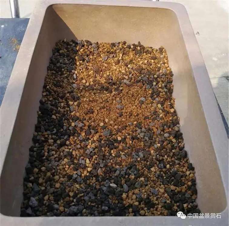 图解 徐昊怎么改作绿萼梅盆景的13个步骤