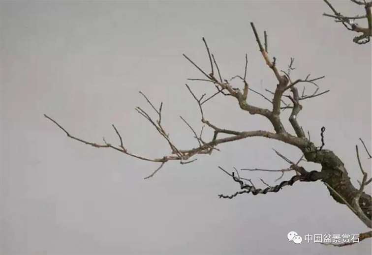 图解 徐昊怎么改作绿萼梅盆景的13个步骤