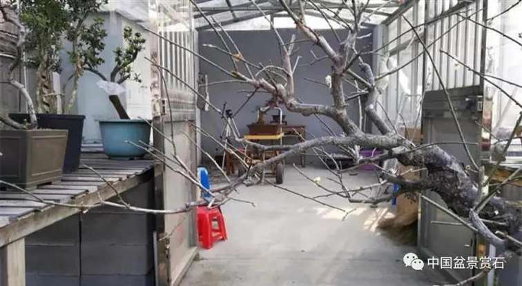 图解 徐昊怎么改作绿萼梅盆景的13个步骤