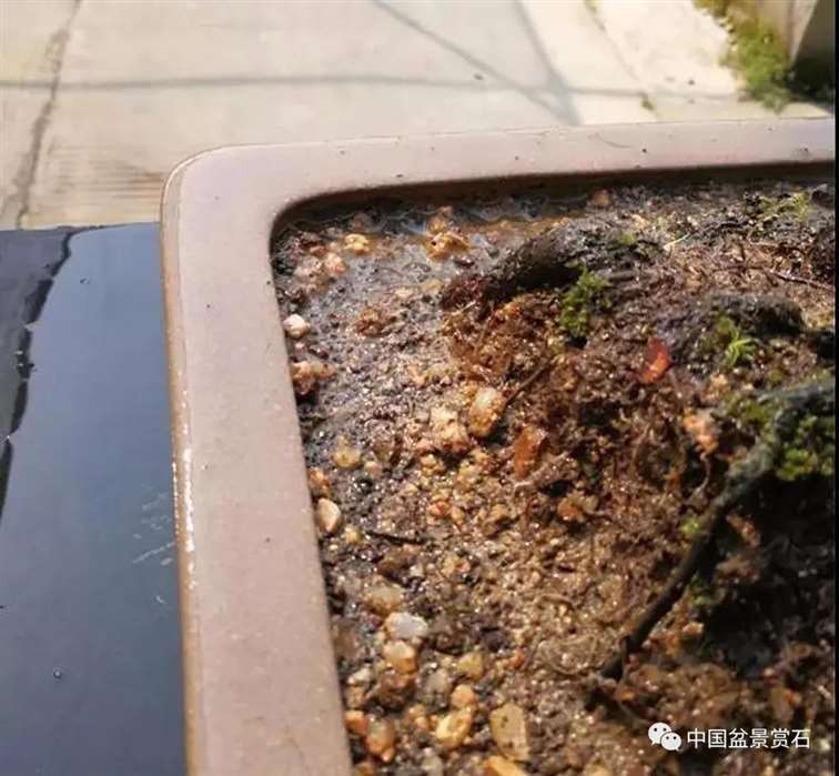 图解 徐昊怎么改作绿萼梅盆景的13个步骤