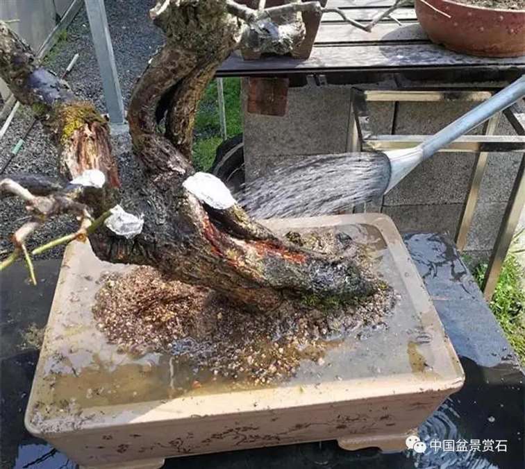 图解 徐昊怎么改作绿萼梅盆景的13个步骤