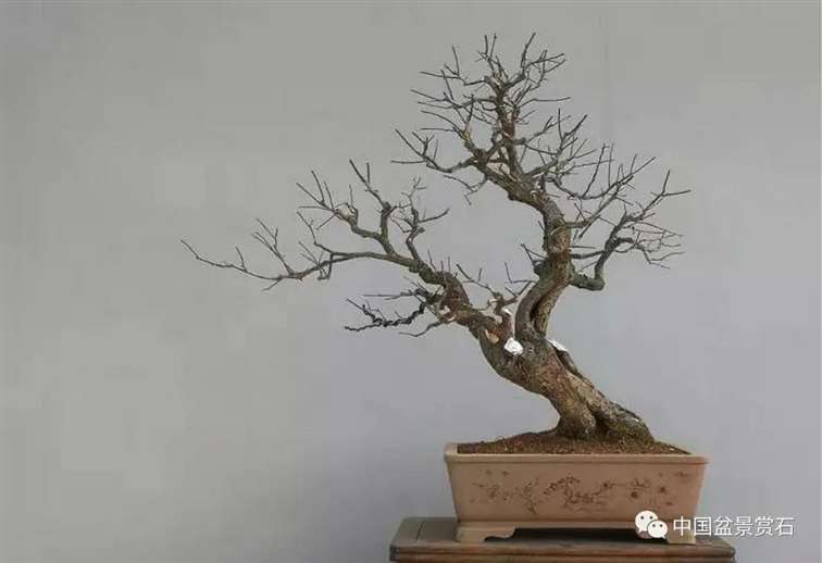 图解 徐昊怎么改作绿萼梅盆景的13个步骤
