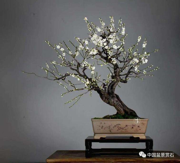 图解 徐昊怎么改作绿萼梅盆景的13个步骤